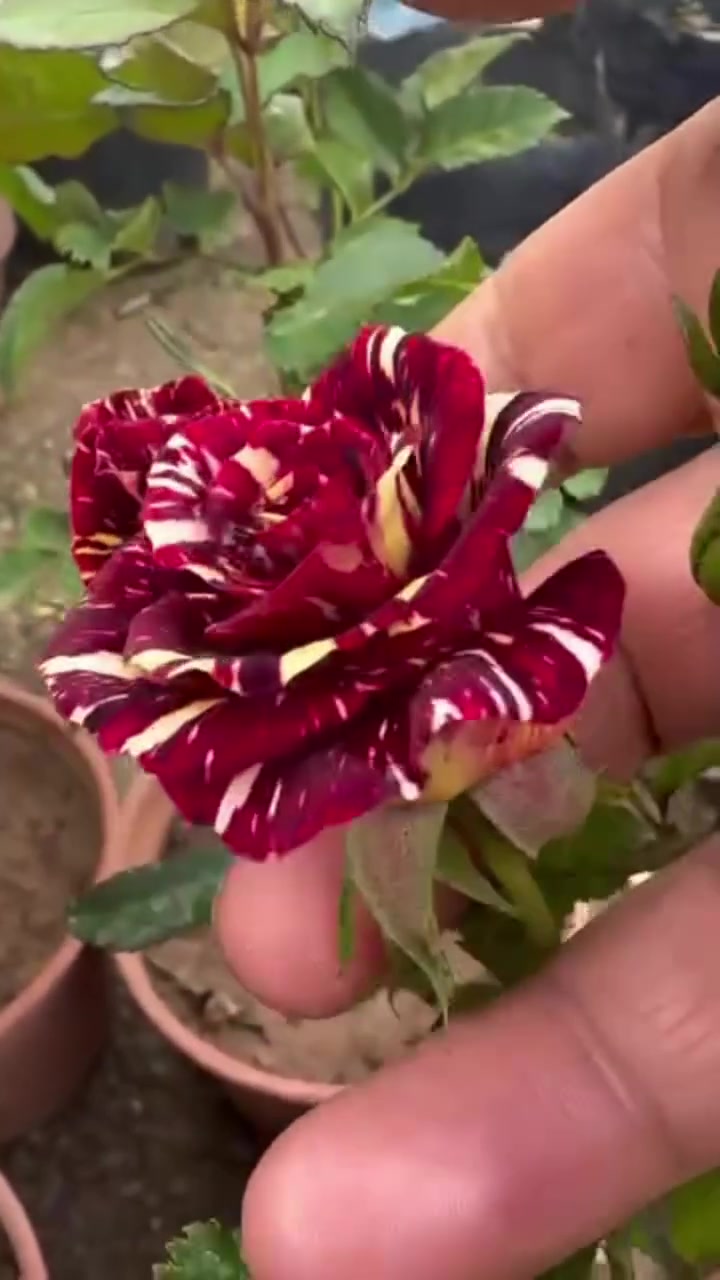 ورد جوري مشطب .✨💐


**إذا كنت صاحب هذا الإعلان وتريد حذفه لأي سبب، رجاءا أرسل رسالة إلى الدعم الفني**
