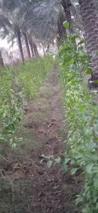 شتل نارنج أبو الطينه • ارتفاع ١٫٥-٢م • كاسات صغير وكبير