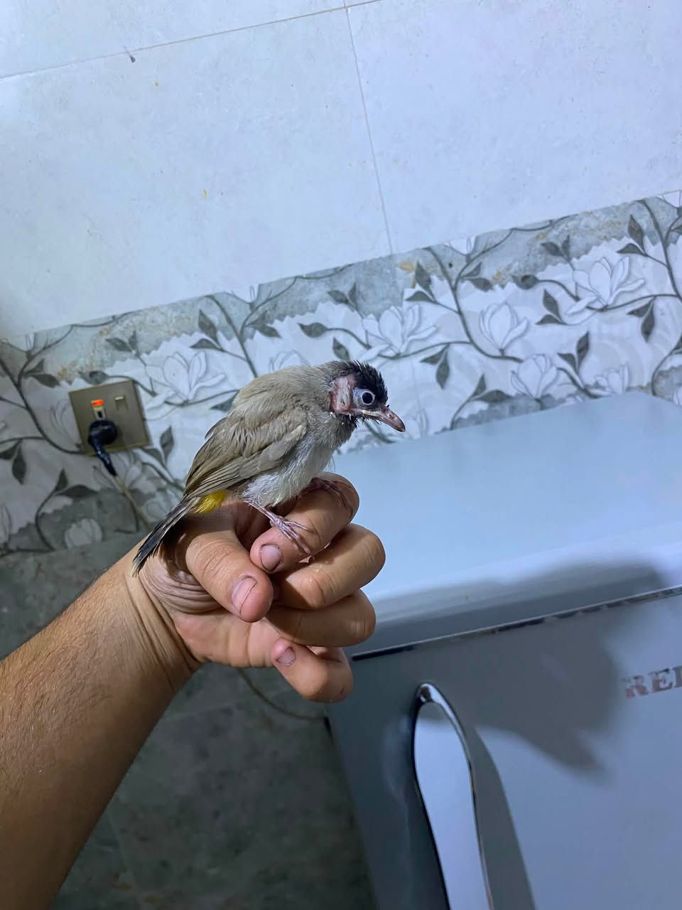 ‏ سلام عليكم بلبل للبيع سعره 25


**إذا كنت صاحب هذا الإعلان وتريد حذفه لأي سبب، رجاءا أرسل رسالة إلى الدعم الفني**