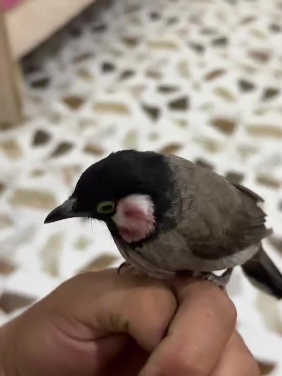 سلام عليكم بلبل اليف فول طينه تغريد فول صحه فول نضافه نشاط ايحب العب  سعر خاص شراي يتصل او يجي خاص *********** او مراوس ب اكس بوكس
