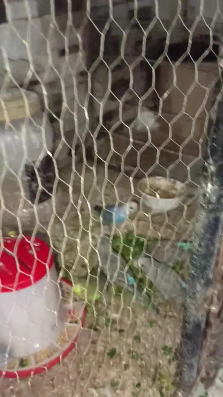 طيور حب ١٣ دك لبيع


**إذا كنت صاحب هذا الإعلان وتريد حذفه لأي سبب، رجاءا أرسل رسالة إلى الدعم الفني**