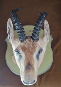 راس الغزال اصلي السعر 250الف والتوصيل مجاني 07809005007