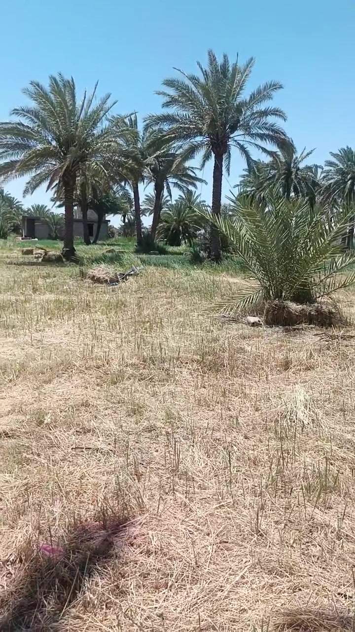 بستان ٥دونم سند ٢٥ مستقل يحتوي على ٧٠ نخله الواجهه ٩٠ متر في النزال خدمات ماء وكهرباء  مباشر على التبليط في أبو غريب منطقة العسل 📞 ***********
