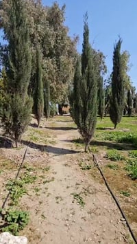 سرو عمودي • الموصل • ٥ سنوات