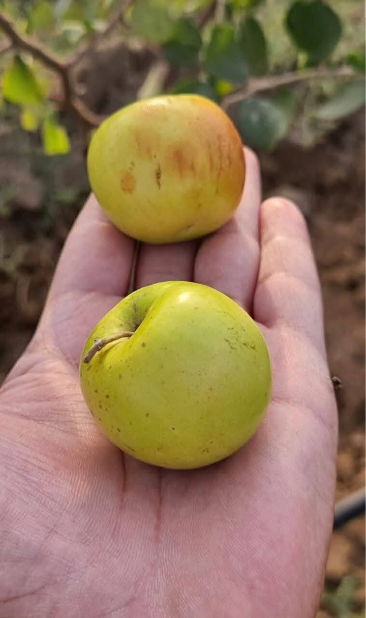 قطع وتقليم الشجار وتطعيم السدر بفضل الصناف التصال عله الرقم ***********
