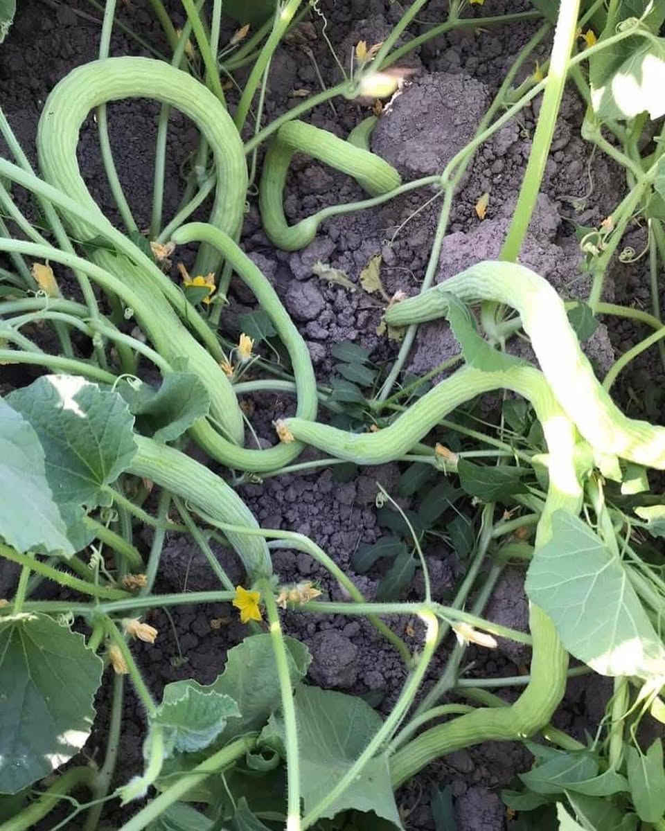 افظل بذور خيار هاي نوعيه الي يريد يزرع منه 
عندي كميه محدوده منه الي يريد يراسلني


**إذا كنت صاحب هذا الإعلان وتريد حذفه لأي سبب، رجاءا أرسل رسالة إلى الدعم الفني**