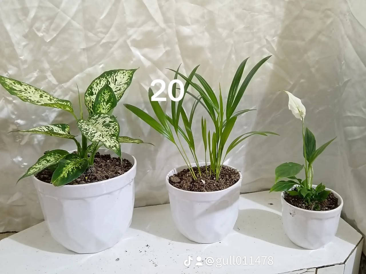 ئادە کردنی چەند سێتیکی جوانو تورکیو هۆڵندیی .... بە هەرزانترین نرخ لە هەولێره ...


**إذا كنت صاحب هذا الإعلان وتريد حذفه لأي سبب، رجاءا أرسل رسالة إلى الدعم الفني**