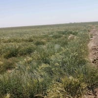 زرع جتل • ٣٠ دونم • الرحاب