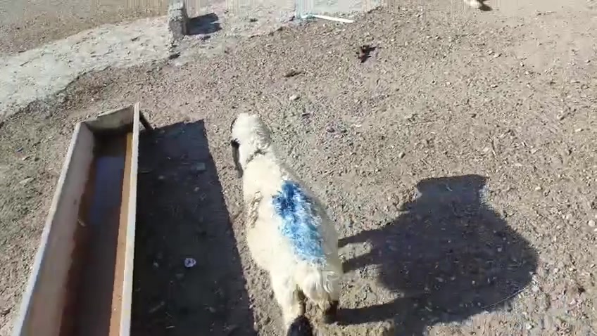 يوجدطلي فطيمةمال ربط شرط نصاحةالعنوان بيجي قرب مستشفى بيجي ***********
***********
