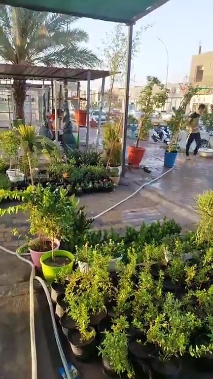 جديد مشتل وحدائق الرحمن


**إذا كنت صاحب هذا الإعلان وتريد حذفه لأي سبب، رجاءا أرسل رسالة إلى الدعم الفني**