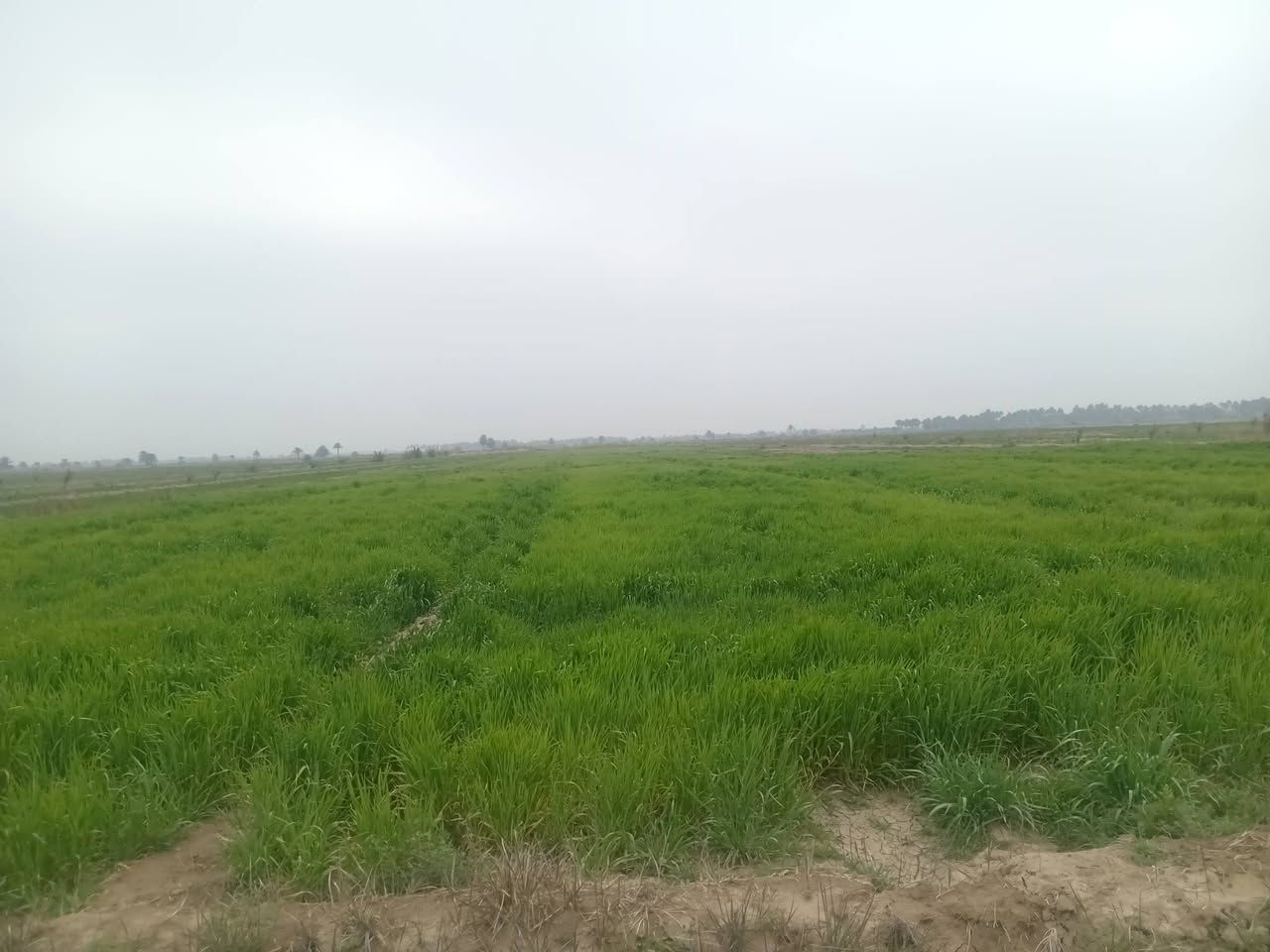 السلام عليكم ارض زراعيه (١٣ جونم) للبيع طابو زراعي سند 25 . مداور مباشر كامل خدمات ماء. كهرباء.    مكان الدغاره  تبعد ١ كيلو عن جسر قدوري الشارع العام (***********)
