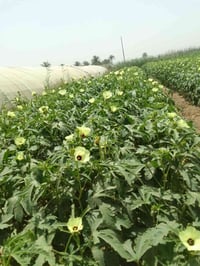 بذور • متعهد • بابل لمسيب