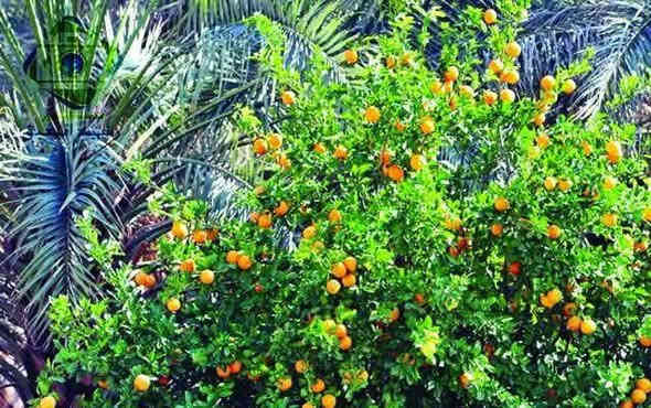 سلام عليكم
للبيع بستان مساحة دونمين مطلات على نهر دجلة 
دونم ونصف ملك صرف تحويل طابو الكاظمية
داخل السياج ٢ دونم واصل جميع الخدمات 
ماء سقي ماطور مخصص للارض مجاز رسمياً من الدولة
ماء أسألة كهرباء تبليط  واصل جميع الخدمات 
البستان يحتوي على جميع انواع الفواكه 
موقع مميز بغداد التاجي طريق الشط قرب المعسكر 
الواجهة ٢٠ متر الارض مسيجه بالكامل 
للتواصل 
*********** واتساب📲📞
           *********** واتساب📞📲
                      *********** واتساب📞📲
ويوجد الكثير من العروض حسب الطلب🗣📲📞
#مكتب_اضواء_المدينة_للعقار
