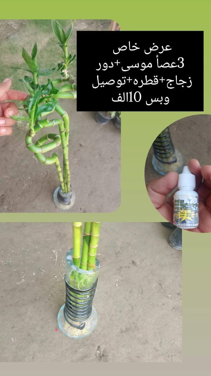 ❗❗عروض مميزه ❗❗
يقدم لكم🌹 مشتل الانوار🌹
 عن عروض خاصه 🌲
بأنواع الأشجار.🪴🌹
تفاصيل أكثر داخل المنشور!
العنوان📍 صويره شارع العام🛻🛻 مجاور مجمع أبو زهراء للسيراميك.


**إذا كنت صاحب هذا الإعلان وتريد حذفه لأي سبب، رجاءا أرسل رسالة إلى الدعم الفني**