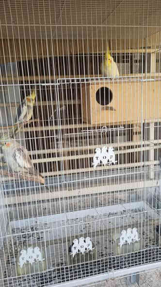 السلام عليكم
زوج كوكتيل منتج للبيع
النثيه بايد
الذكر شكري
منتجات 
ووياهم ذكر سلمون
مع قفص كبير و عش
المكان بغداد العامريه
السعر ١١٠ وبيه فرق بسيط 
للتواصل اكتب تم واراسلك على مسنجر أو على واتس
***********
