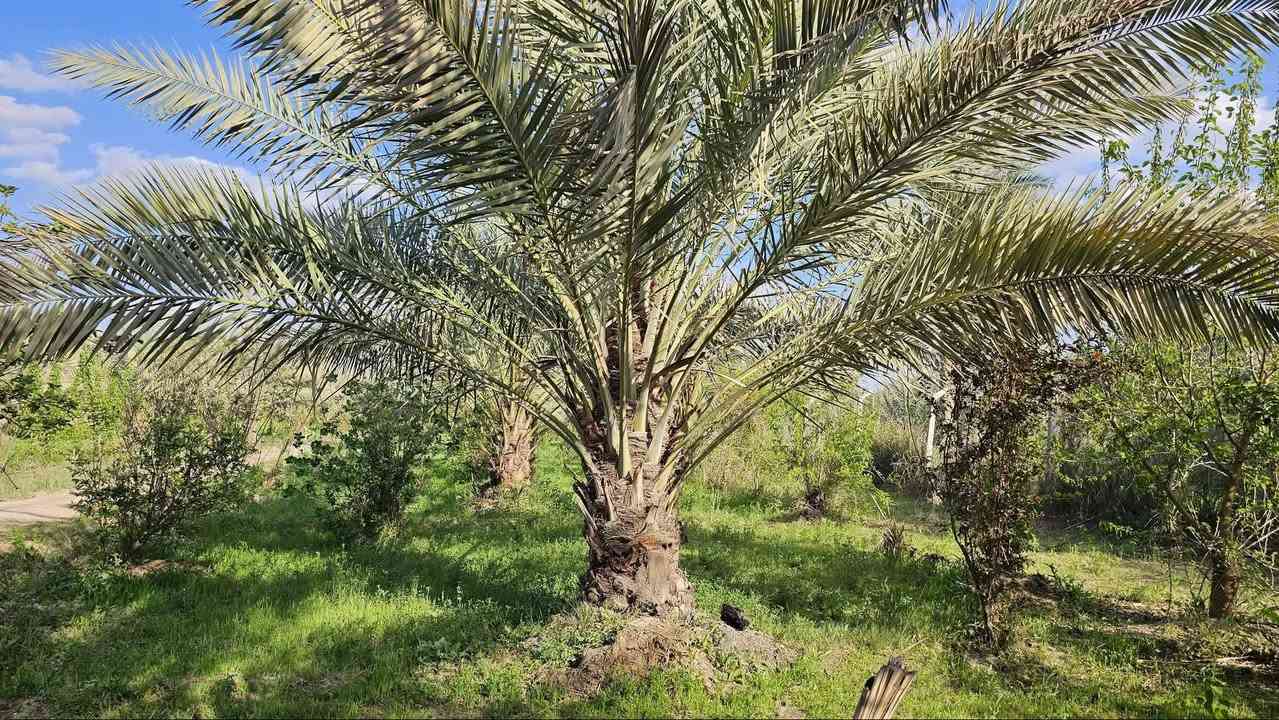 أجمل مزرعة في كربلاء 💯
✅ثلاث ️دوانم للبيع واجهه 33 م
مع 2 بيوت مساحة كل بيت 
200 م بناء طابوق جمهوري 

✅متوفرة كافة الخدمات 
تبليط، ماء، كهرباء، مدارس 
طابو سند 25 تحويل بالطابو

✅️الموقع كربلاء - شارع الإبراهيمية 
طريق الشهداء ( منطقة عناز )
تبعد من مركز مدينة كربلاء 15 كيلو 

💰السعر الكلي للأرض// 700 مليون 

📞 أتصل الآن ‪‏‪‏‪***********‬‏ عقاري كربلاء
