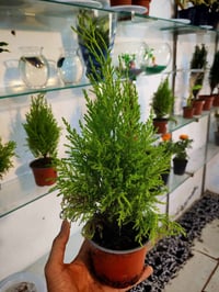 سرو ليموني • عطري هولندي • عرض الاسبوع