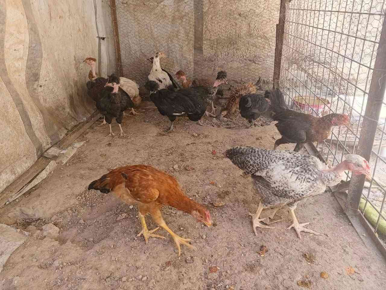 للبيع مالات السنة ديوك وفراريج اعلط +ديوك نجسي ابيع شلع ‪***********‬‏
