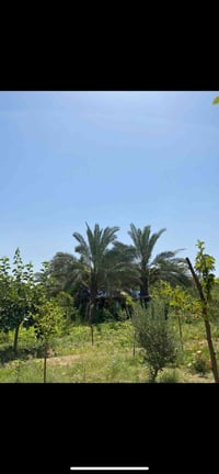 باب الهوى الجزيرة الرابعة • طابو ملك صرف • ماء وكهرباء