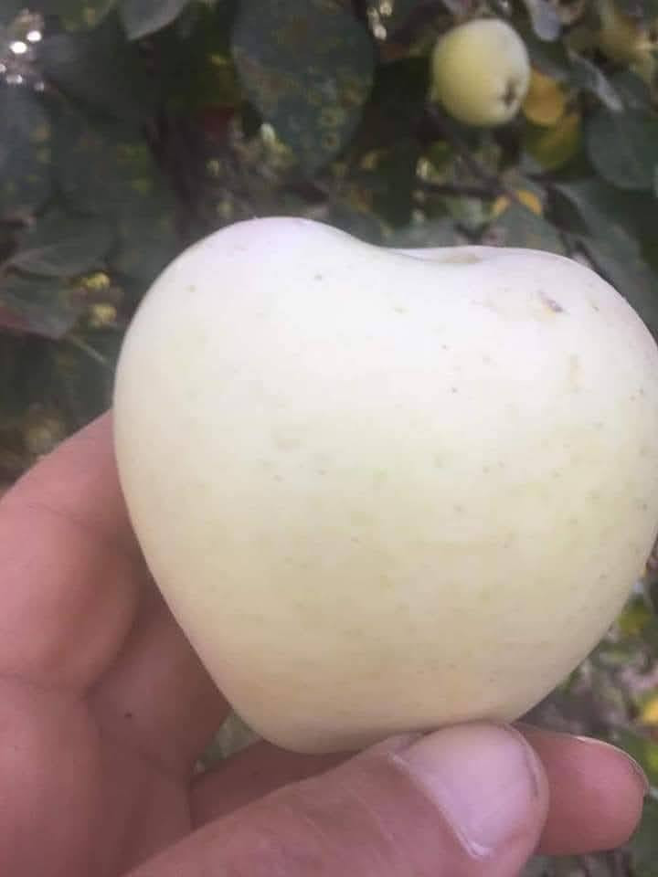 يتوفر لدينا اجود انواع تفاح.
شرابي
كاغدي
وإبراهيمي.
جميع الشتلات ارتفاع أكثر من مترين ومطعم ومكفول.
سعر كل ٣ب١٠.
مفرد ب٣٥٠٠
للحجز والاستفسار الاتصال على الرقم *********** جاسم الخليفاوي العنوان الخالديه شارع العام مقابل بلديه الخالديه
