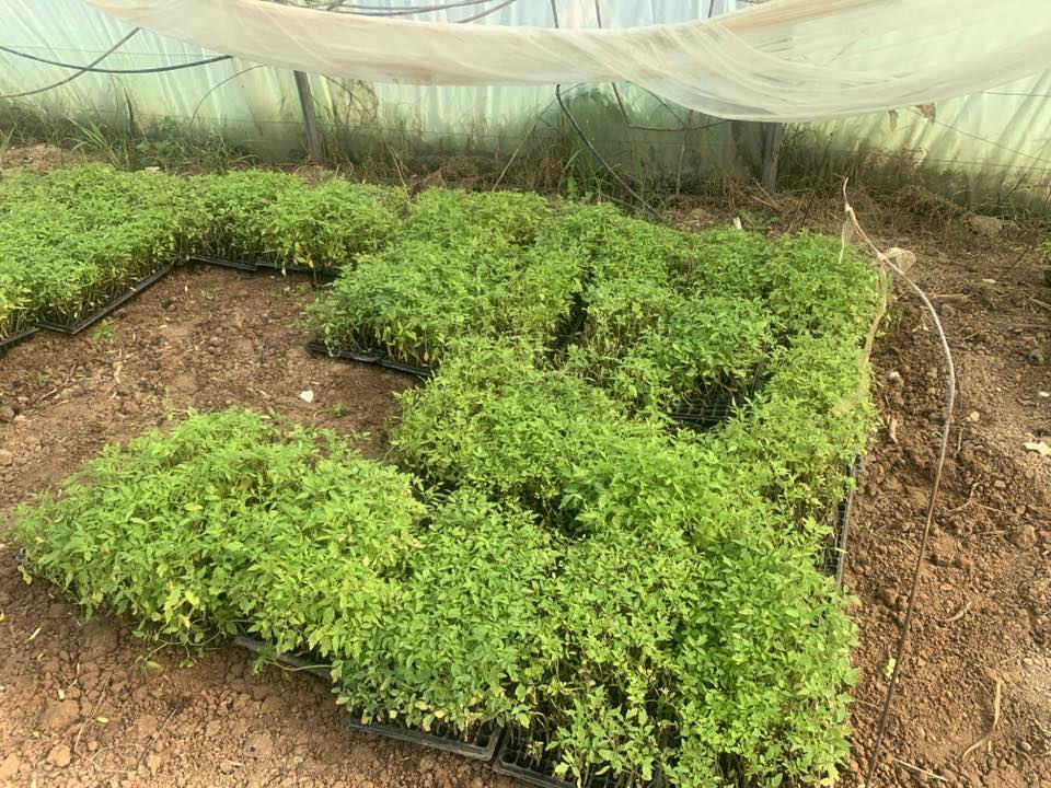 طماطم اوسكار/ المدينه /مونديال /مينسك
شتل درجة اولى 
مكتب الاوراد الزراعي 
السعود المثلث بداية طريق يثرب مقابل العلوة
اطلب الان 
ابو عمار السعدي /***********
زيدان ثابت الخزرجي/‭***********‬
حمزة ثابت ‭0780 043 5651‬
