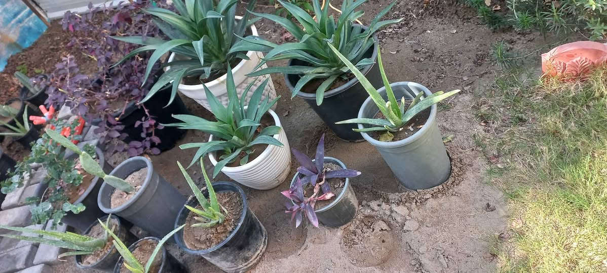 نباتات خارجية للبيع عدد ١١ يتحملن شتاء وصيف بيهن ٥ كلش كبار والباقي وسط مكاني الكريعات بغداد, العراق


**إذا كنت صاحب هذا الإعلان وتريد حذفه لأي سبب، رجاءا أرسل رسالة إلى الدعم الفني**