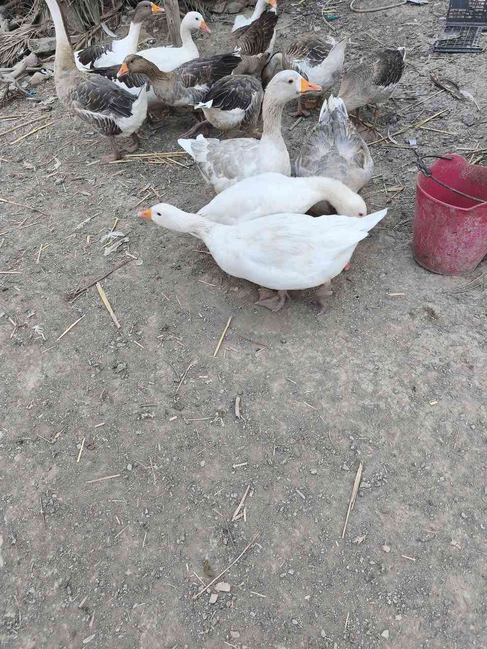 متاح بطوط عرب كله حايل وكبار  وسمان ونضيف شرط النضافه والصحاوه سعر الزوج ٤٥
توصيل موجود 
المكان الديوانية...***********
