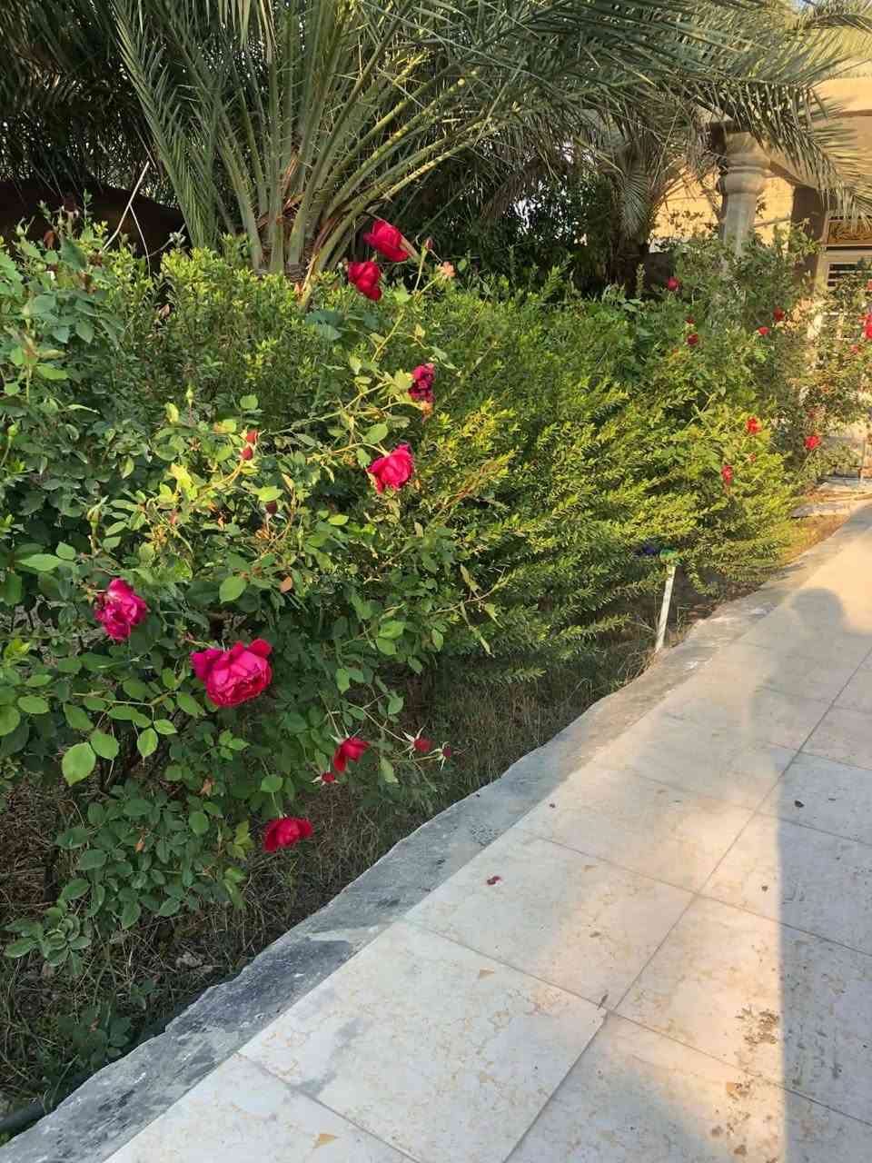 سلام عليكم مزرعه للبيع المساحه 824طابو زراع سند25بسمي تتكون من بيت غرفتين نوم كبيرات وهول وكلدور ومطبخ كبير وصاله كبيره البيت جاهز تجي تسكن في الله شاهد والسعر تعال الى الخاص او وساب او هاتف *********** العنوان وردية خارج قريب الى شارع العام 100متر خلف الاسواق الاخوه
