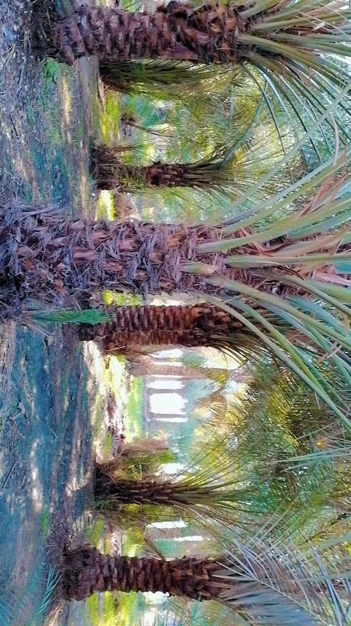 بستان طابو زراعي سند ٢٥ المساحه ١٣٠٠متر يحتوي على اكثر من ٥٠نخله العنوان ناحية الحيره قرية اليشان للاستفسار الاتصال على الرقم ***********
