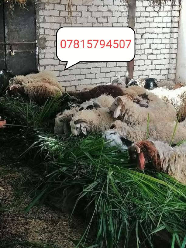 للبيع بذور بونيكام اسباني 🌾🌾
علف حيواني 🐑
1....نسبه البروتين (25٪) 

2... اكثر نبات مفيد للحيوانات يسمن ويكثر الحليب 🐐🐑

3... ناجح الزراعه في العراق ويتحمل الارض المالحه ويزرع في كل اوقات الصيف  🌿
4... يبقى في الارض من 5 سنوات الى 7سنوات
5... دائم الخضار يصل  من متر ونص الى مترين 
6... طريقه الزراعه ينطش طش يعني نثار 🌱

7... للدونم 8 كيلو بذور بونيكام 

8... سعر الكيلو( 10)الف سعره رخيص جداا نسبه الى انتاجه وفائته 

9... موعد زراعته من بدايه شهر 3 الى نهايه شهر12 

(للحجز عنوانك ورقم الهاتف والكميه لي رايدها )

(يوجد توصيل لجميع المحافظات العراقيه)

👇👇👇👇👇👇👇👇👇👇👇👇
رقم الهاتف مع واتساب

***********       مع واتساب
