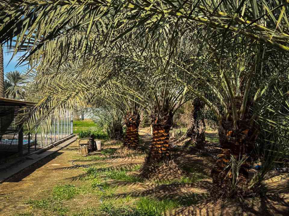 اللهم صل على محمد و ال محمد
السلام عليكم للبيع ، بستان خمسة دونم سند منفصل في كربلاء منطقة الزبيلية يحتوي على :
. اكثر من 220 نخلة بكافة أنواع النخيل من البرحي و الزهدي و الخستاوي و السلطاني و حمرة جبل و غيرها من أنواع النخيل 
.اكثر من 500 شجرة ( برتقال كربلاء الشهير ، ليمون كربلاء ، نارنج ، لالنگي ، رمان يمني ، عرموط ، النبگ ، خرمالو ) و غيرها 
. حوض صالح لتربية الأسماك ( حجمه تقريبا 40 الف متر مكعب ) 
. أقفاص صالحة لتربية كافة أنواع الحيوانات كالدجاج و البط و المواشي 
. دار استراحة يحتوي على مطبخ و صالة و مضيف و غرفة نوم و مجموعة صحية داخلية و خارجية 
للاستفسار اكثر ***********
