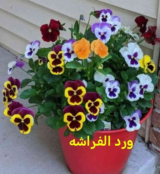 متاح لدينا بذورها بذور نبات ورد الفراشه لطلب والحجز
واتساب ***********  أو مراسلة الصفحه يوجد خدمة توصيل طلبات داخل السماوه ولكافة المحافظات لباب البيت أنواع البذور الاستوائية النادره
