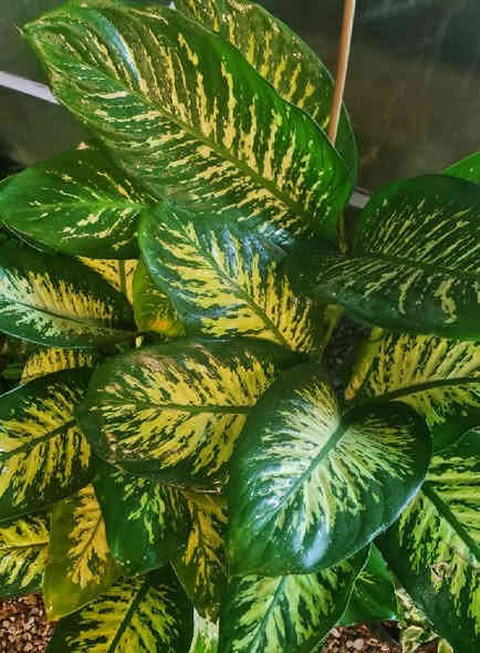 السلام وعليكم نباتات ضلية نظافه فول كلهن داخل منزل الاسعار جوه كل صوره عنوان المشتل ديالى الخالص الغربية قرب مدرسة مصطفى جواد مجاور اسواق الحداد يوجد توصيل ***********
