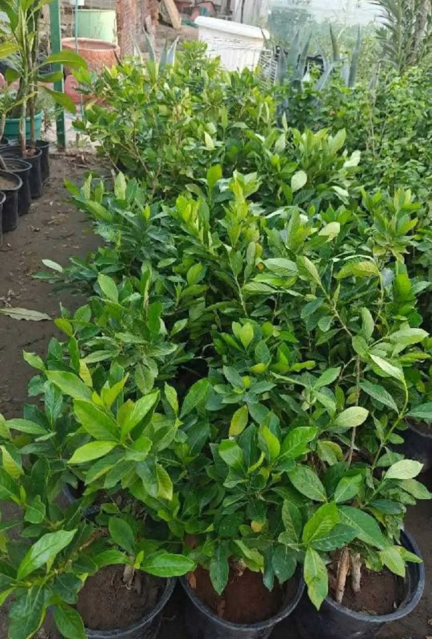 🔸 ترتيب وتنظيم الحدائق ☘️
🔸 زراعة شتلات وأشجار زينة🌹
🔸 تقليم وتعديل الأشجار      ☘️
🔸 تنسيق جمالي حسب ذوقك🌹
 
التفاصيل اكثر الاتصال ع الرقم
***********
او مراسلة الصفحة
