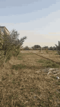 السلام عليكم
للبيع دونم وقف 
بغداد سلمان باك باوي 
وجه 31 
نزال 80 
عقد جديد وخارطة للارض 
مسيج وكامل 
مي سقي مع بير خاص للارض 
مشجر حمضيات ونخيل 
يصلح استثمار او سكن 
سعر مناسب جداً 
للاستفسار 
***********
