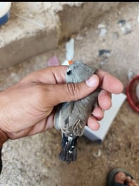 زوج فناجس • بلاك • بصرة زبير