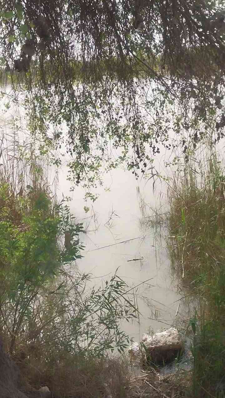 ارض زراعية للبيع اطلالة على الشط بمساحة ٧ دونم ونص مع بيت مبني غرفتين وصالة  مع معصر حلال مع بحيرة أسماك في منطقة المدائن صطيح 
علماً ان الارض الزراعية على قانون ٢٣ في سنة ٢٥ 
سعر الدونم الواحد ٣٥ مليون 
بيع الارض بالكامل 
للأستفسار على الرقم ***********
