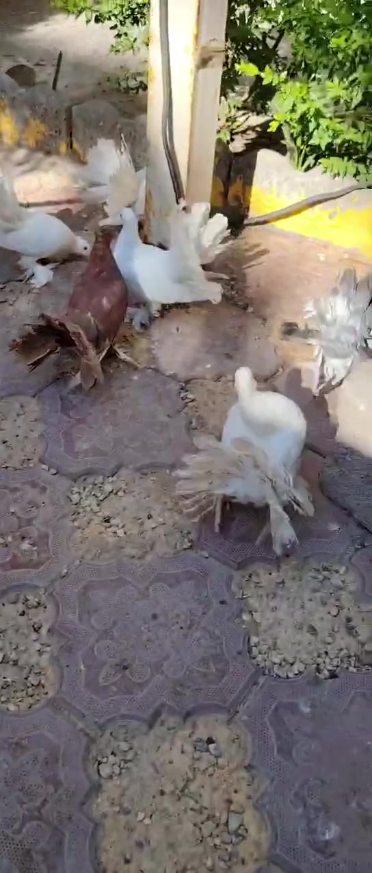 السلام عليكم عرايس للبيع مال بيت نضيفات وحلوات
موبايل:*********** بي واتساب بغداد العبيدي
