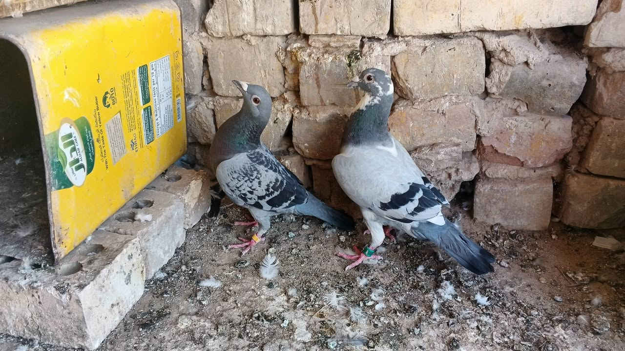 زواجل للبيع عدد 8طيره وفحل سعر الزوج 8 مكاني نهروان شارع الشمري


**إذا كنت صاحب هذا الإعلان وتريد حذفه لأي سبب، رجاءا أرسل رسالة إلى الدعم الفني**