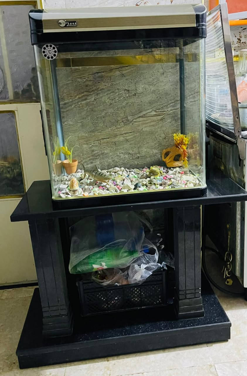 السلام عليكم موجود حوض اسماك كبير  للبيع كولش حلو وسعر مناسب مكلفه بلنشر


**إذا كنت صاحب هذا الإعلان وتريد حذفه لأي سبب، رجاءا أرسل رسالة إلى الدعم الفني**