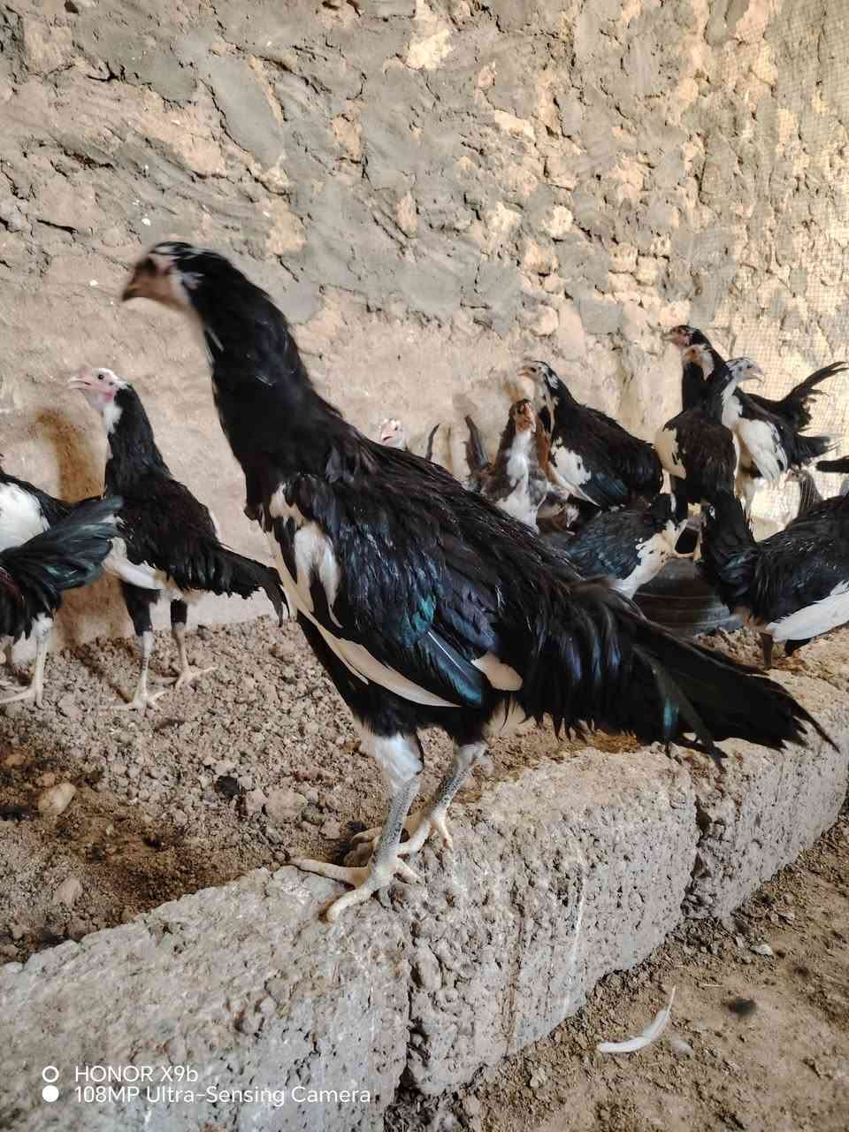 للبيع ديك عدد ٨
بوطاني اصلي
الرقم الاستفسار *********** وشكرا

