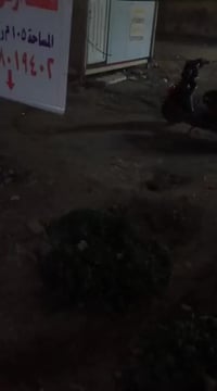 قطعة كاع تجارية للبيع المساحة 105 متر سند 25 موقعهة الشعلة الدوانم خلف...