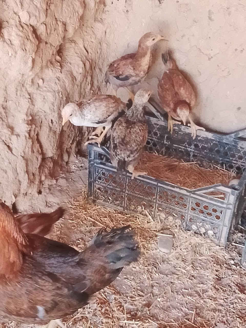 سلام وعليكم يوجد دجاج عرب،للبيع فراريج وديوكه،ويوجد،دجاجه،وراها6افراخ سعره35.  ***********
