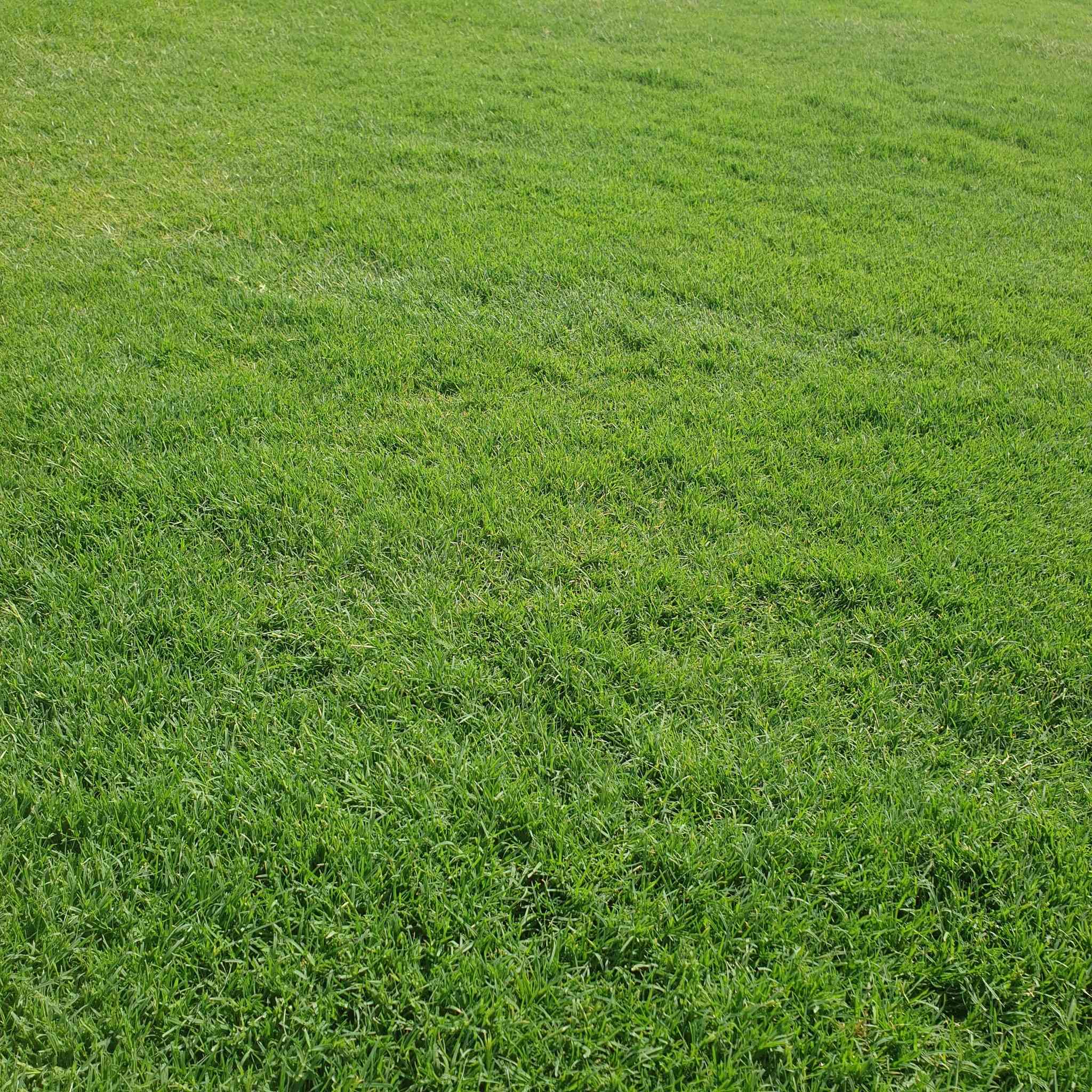 مرحبآ بكم في مجموعه مزارع ديالى لثيل الهندي الطبيعي 🌿🌱
 نقدم لكم افضل انوع الثيل الطبيعي عالي الجوده يتحمل كافه الظروف البيئية.🌦️🌞
دائم الخضرة🌿🌳 وباسعار تنافسيه وعروض مميزة ☘️❤️
#مستعدون لتجهيز وفرش الحدائق🏡 ودوائر الدولة🏡والمنازل🏡🏡
و تجهيز الملاعب🏟️ والمنتزهات بانسب الاسعار مع #ضمان الجودة العالية في العمل👷👷

مع خدمة التوصيل خلال24ساعه🚛🚛
#الاسعار 💵💸 تختلف حسب الكمية 

 التواصل مع الصفحة عن طريق ارسال رسالة  او الاتصال
 #بصرة #عمارة #ناصرية #بغداد #ديالى #دهوك #اربيل #سليمانية #نجف #الانبار #
***********اتصال
***********اتصال
