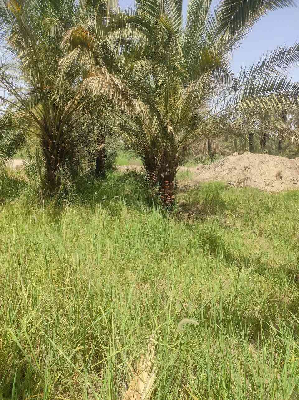 السلام عليكم بستان الوجه 14ونزال 150 على محكروص بي 50 نخله نشو حمال السعر 70 وبي مجال ***********
