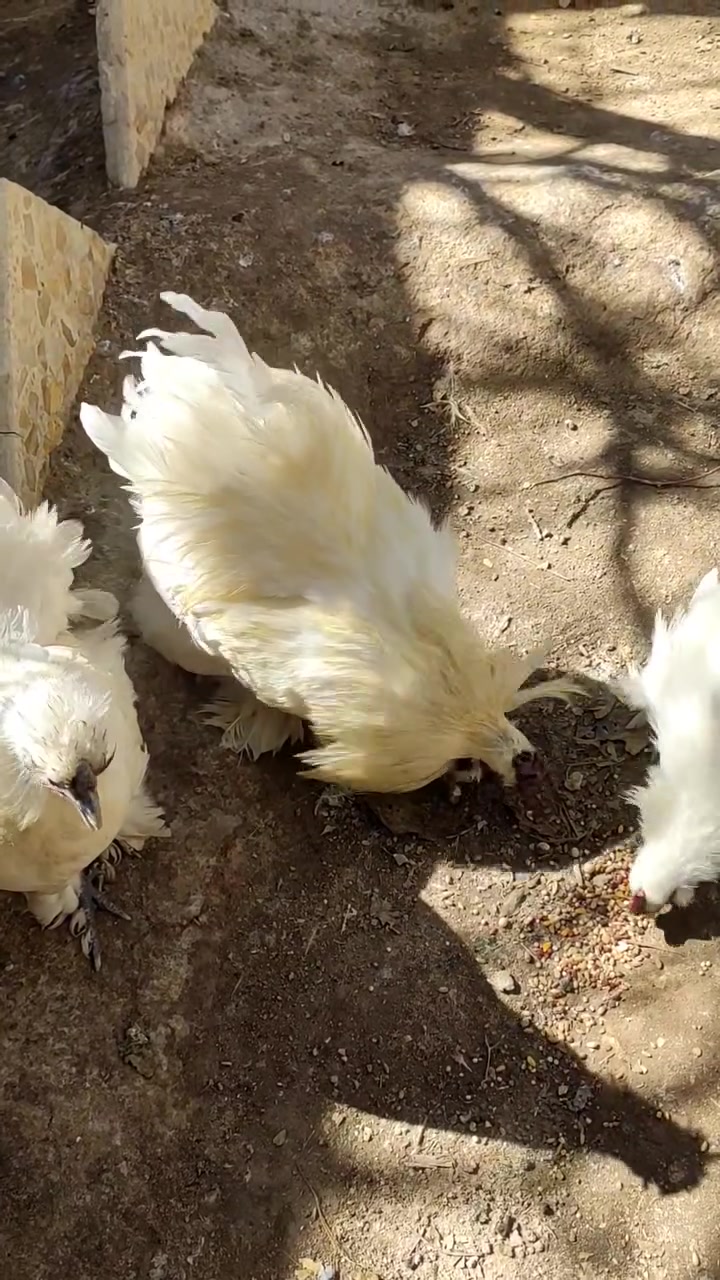 السلام عليكم 
دجاج سلكي🐓
 وكتاكيت 🐥و فروج للبيع 
سلكي ابيض اللون او يصيحوله قطني 
دجاج لحم ازرك او اسود يصيحوله 
دجاج صحه ونشاط فول خالي من الامراض 
مكاني نجف الاشرف الكوفه
 للتواصل خاص او الاتصال على الرقم ***********
