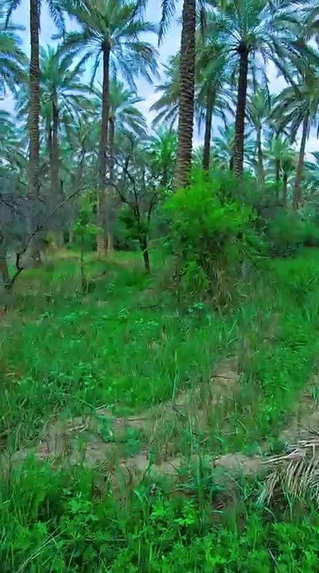 ٦دوانم للبيع مع دارين الحسينيه الصلاميه تبعد عن الشارع العام ٥٠ متر الوارد السنوي ١١مليون الاستفسار على الخاص ***********
