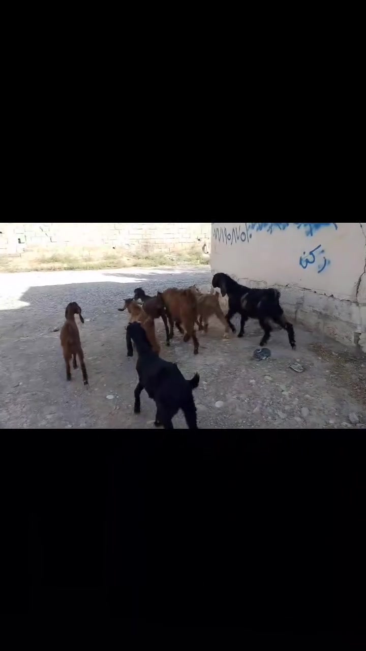 للبيع عدد.    7   : ***********
