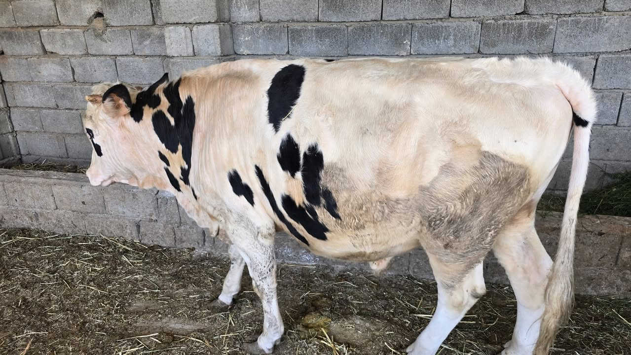 اللهم صلي على محمد وال محمد عجل فرنسي خير من الله يرهم  فحولية وكصابة ***********
