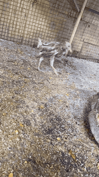 دجاج عرب وبيهن كويتي مع القفص السعر 125    وال الشراب يتصل ع هاذه الرق...